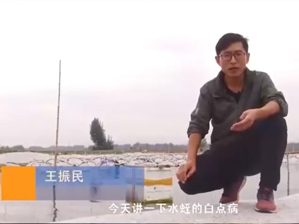 small4_17113377813506223 j9国际集团白点病产生涯法规及防治步骤